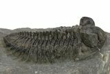 Bug-Eyed Coltraneia Trilobite Fossil - Ofaten, Morocco #381473-1